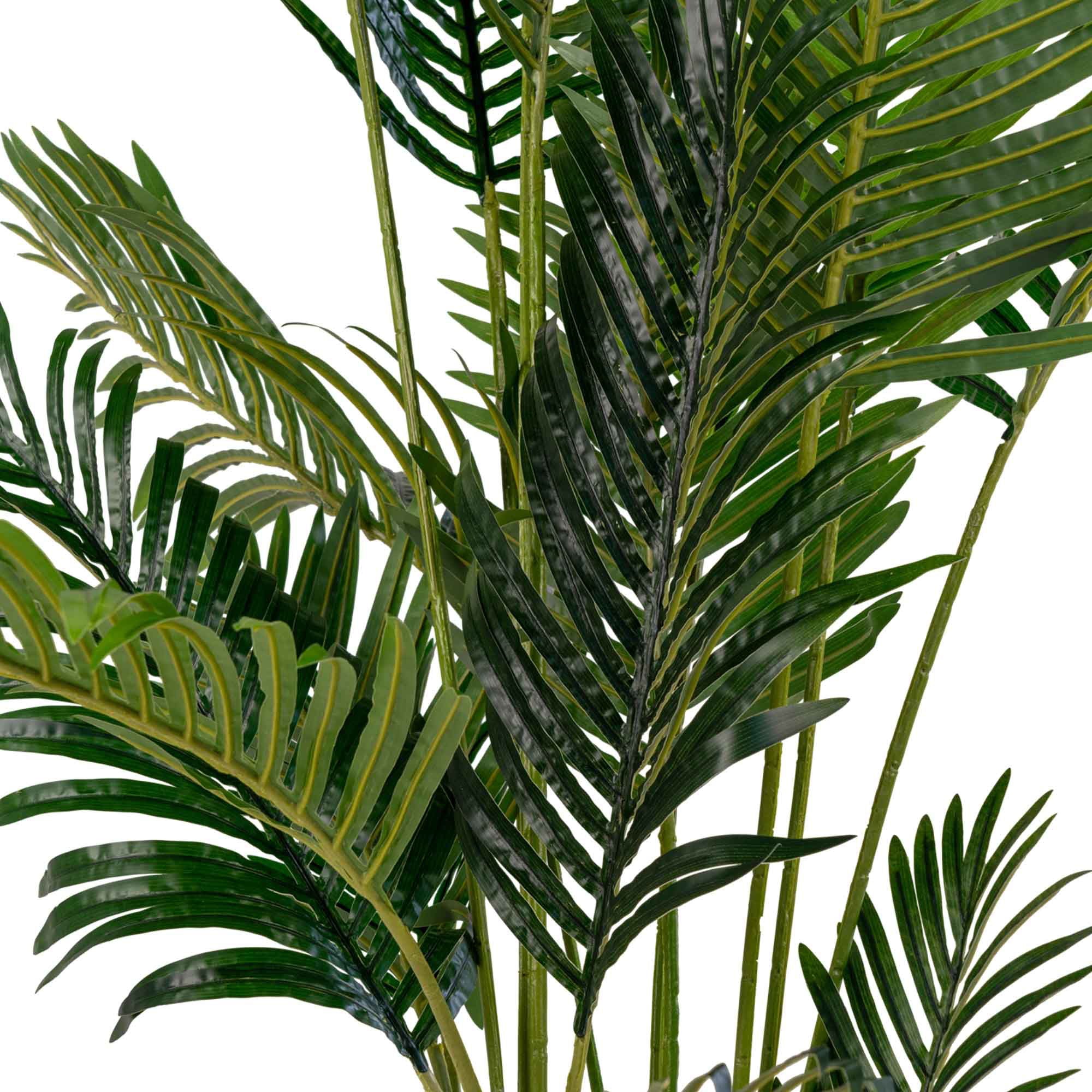 Close-up of green palm leaves on a white background
