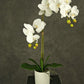 "Image: A lifelike 52cm Artificial White Orchid in a pot, bringing elegance to any space."