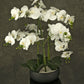 "Image: Lifelike Artificial White Orchid in a sleek black bowl, perfect for elegant home or office decor."