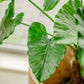 Artificial plant Alocasia 80 cm