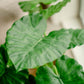 Artificial plant Alocasia 80 cm