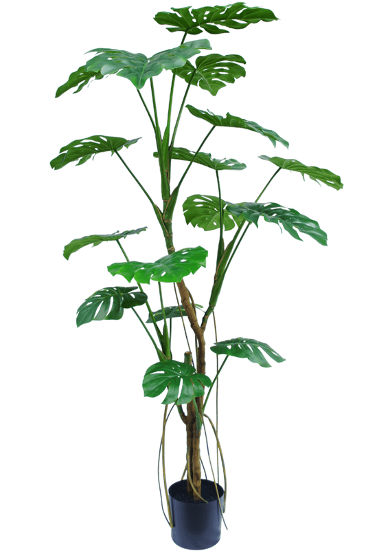 "Image: Lifelike Artificial Monstera Plant from the Botanic Boho Collection, adding tropical charm to any space."
