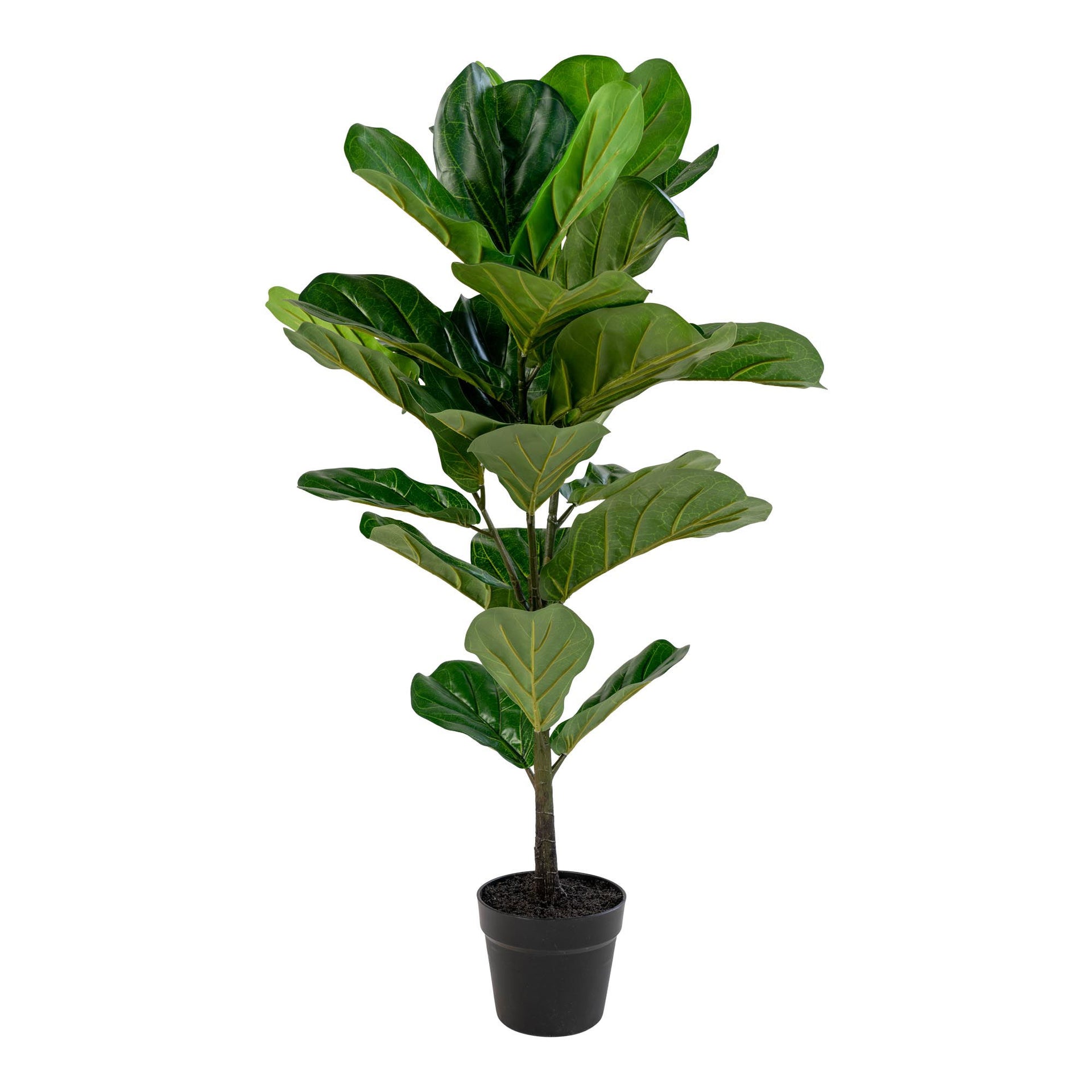 Potted fiddle leaf fig plant on a white background