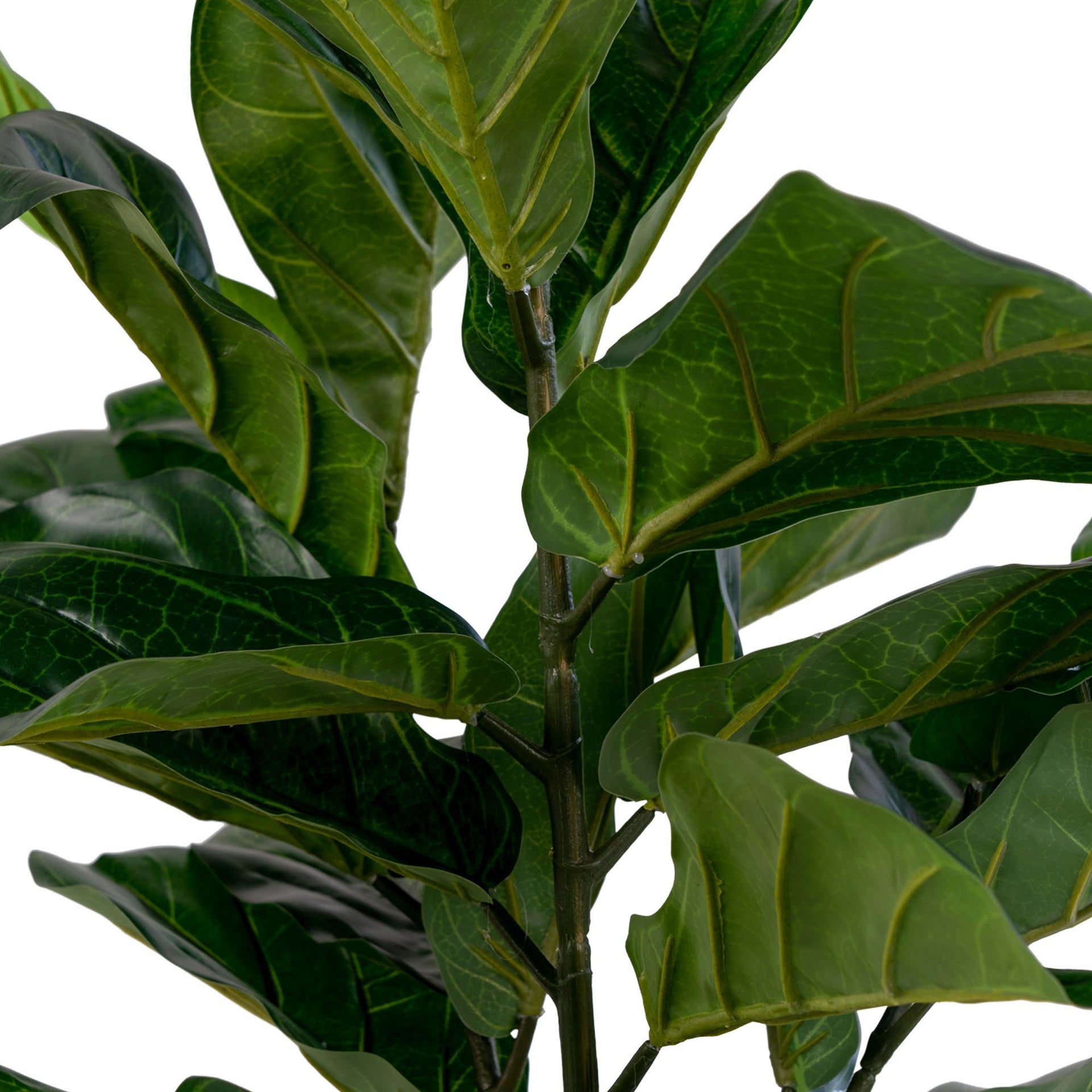 Close-up of a fiddle leaf fig plant with large green leaves on a white background