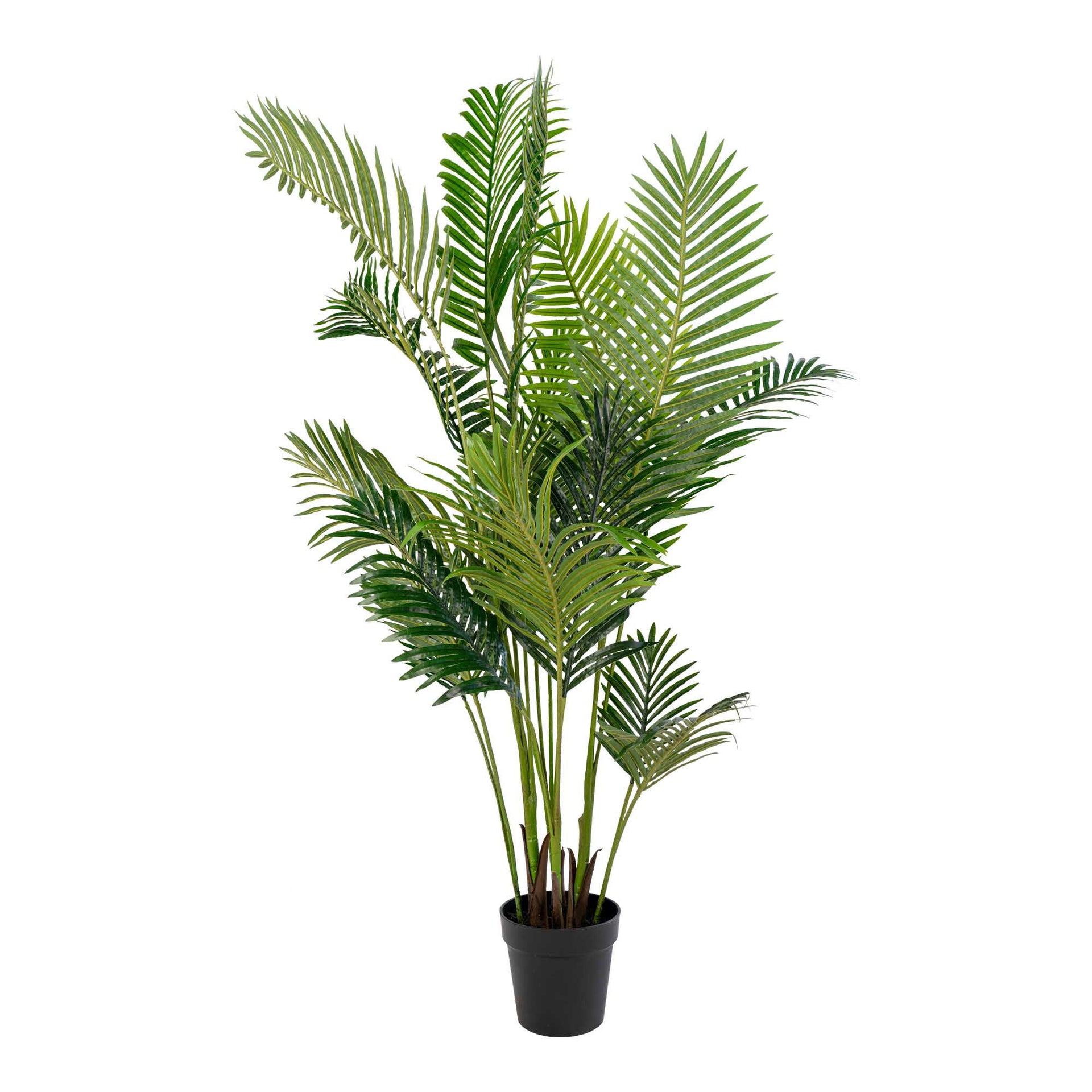 Potted green plant on a white background