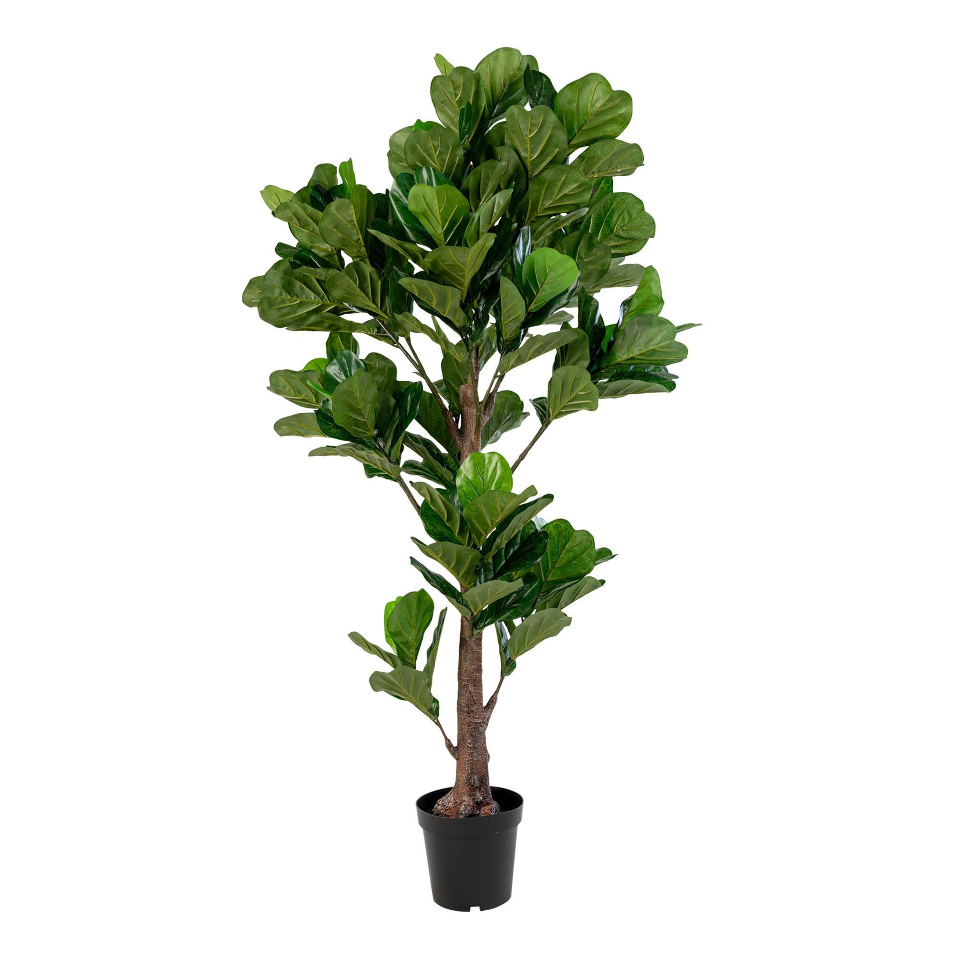 Potted fiddle leaf fig plant on a white background