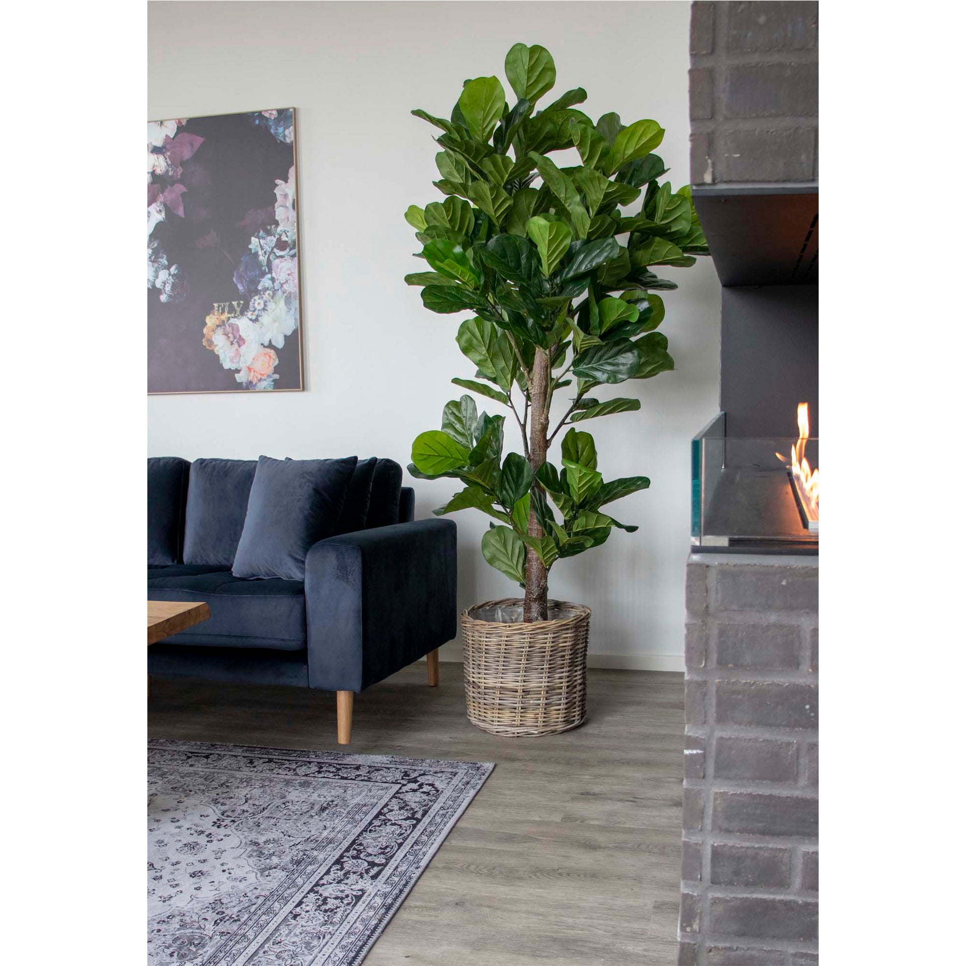 Living room with a fiddle leaf fig plant, dark blue sofa, and fireplace.