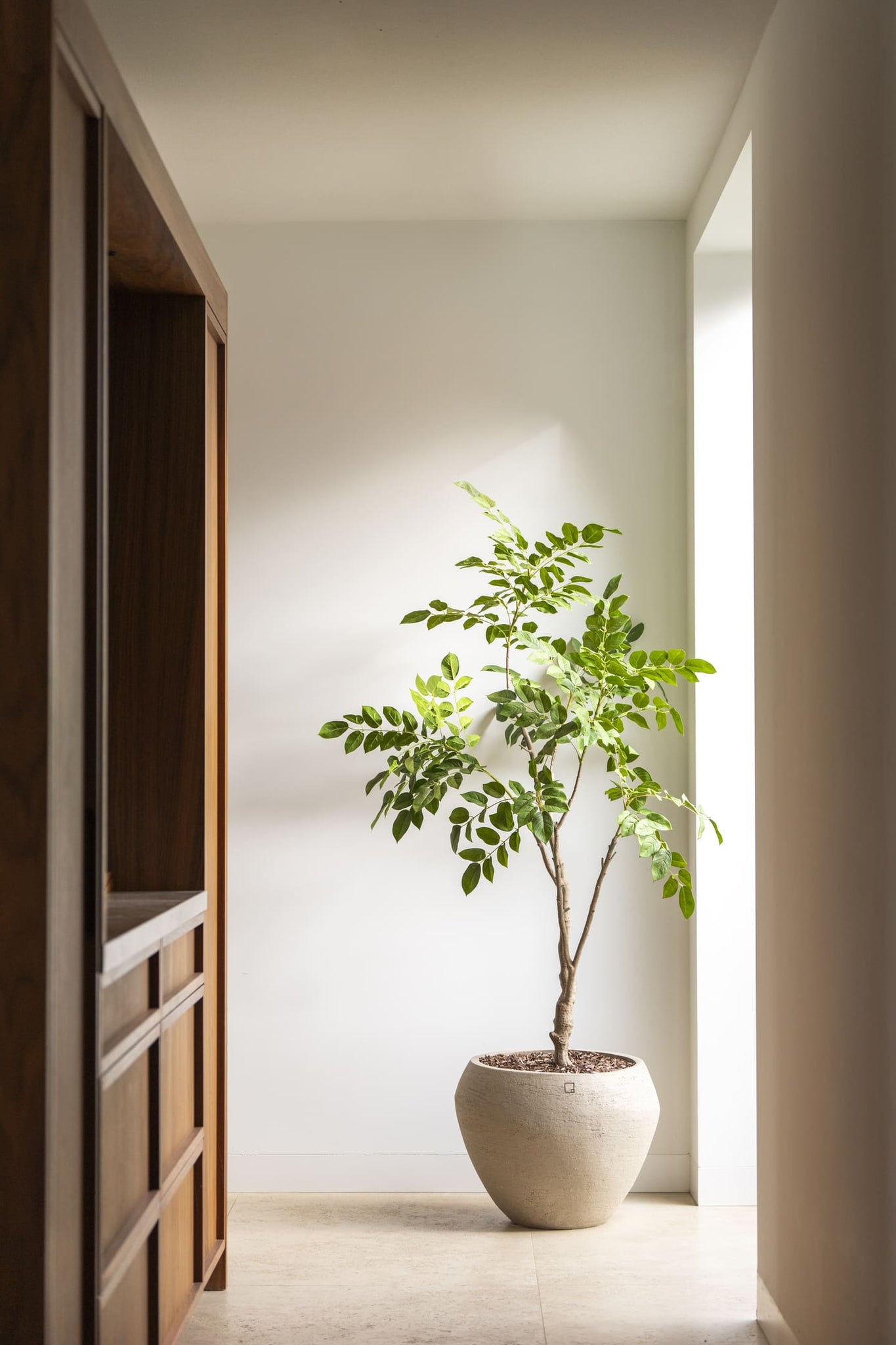 Sandalwood Tree – Faux Plant, 180 cm | Elegant Green Statement Piece