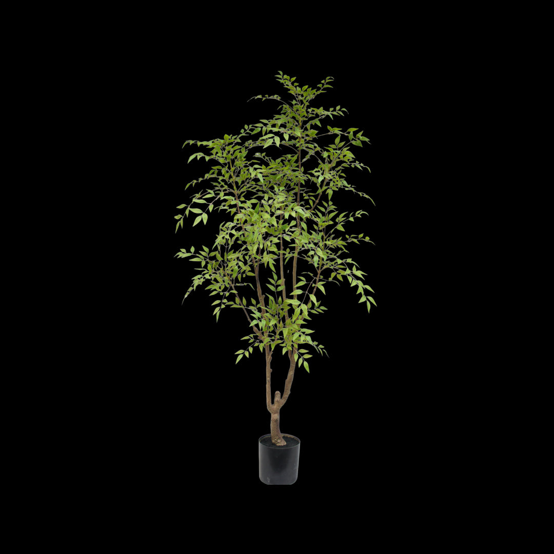 Potted plant with green leaves on a white background