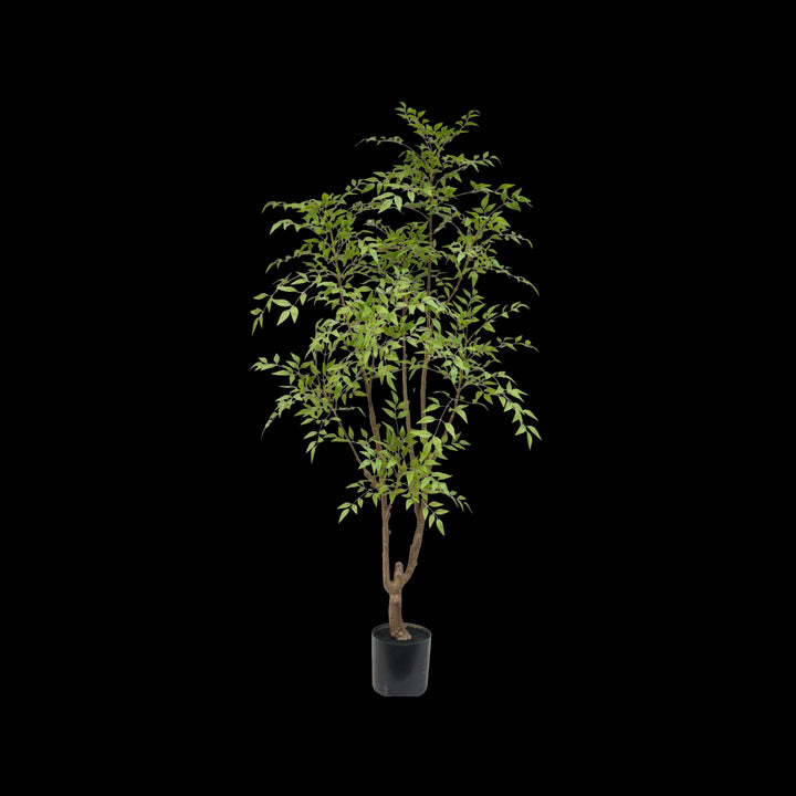 Potted plant with green leaves on a white background