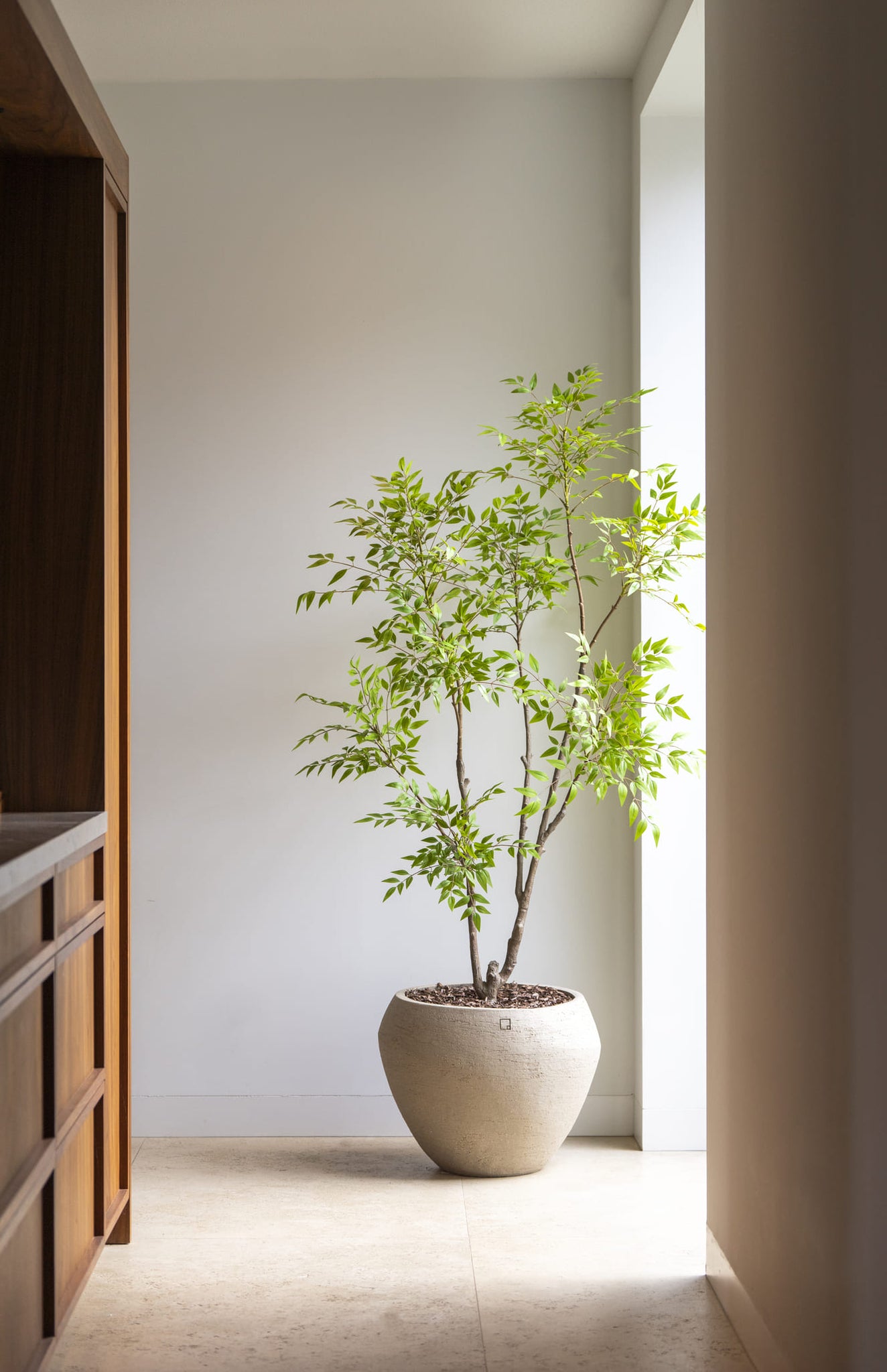 Potted plant in a room with a wooden shelf and white wall