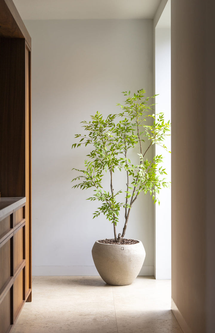 Potted plant in a room with a wooden shelf and white wall