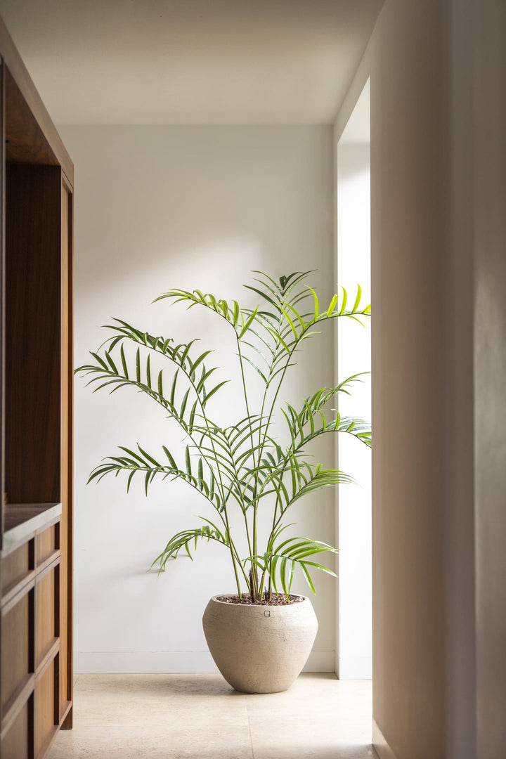 Potted plant in a room with a window