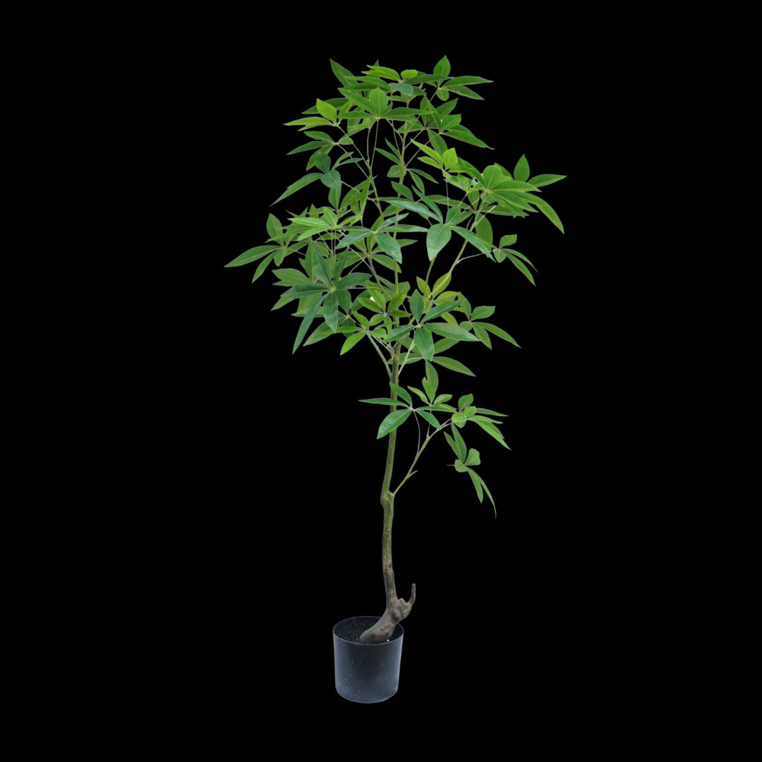 Potted plant with green leaves on a white background