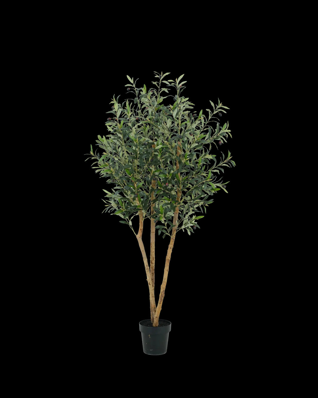 Potted olive tree on a white background