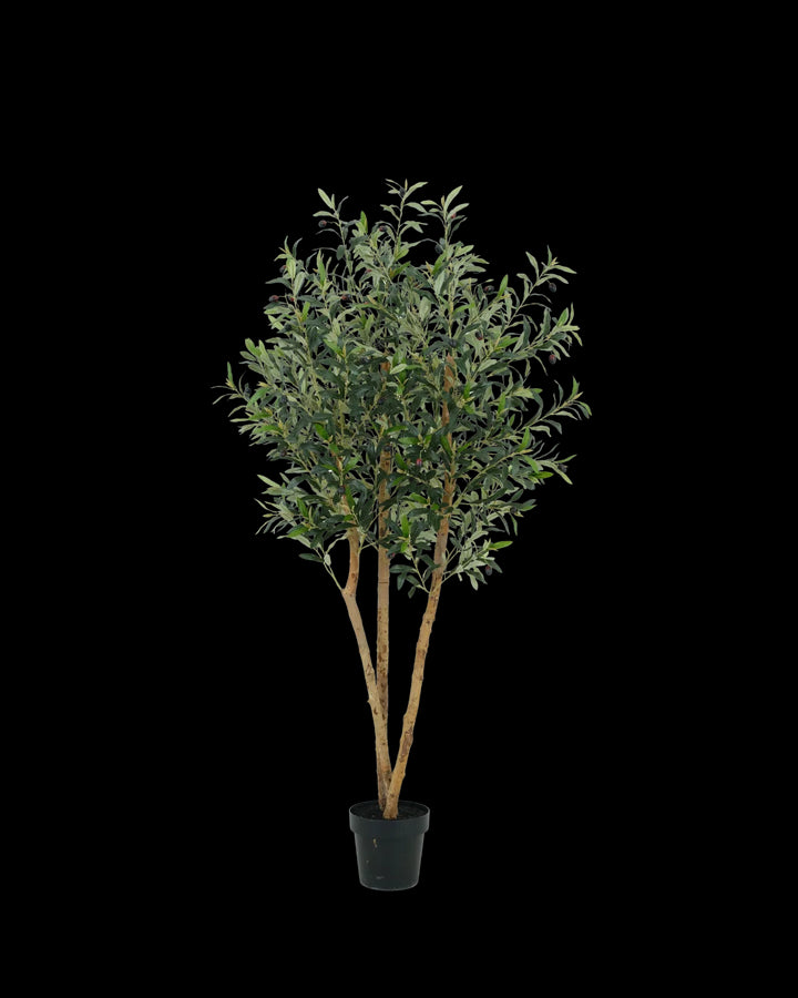 Potted olive tree on a white background