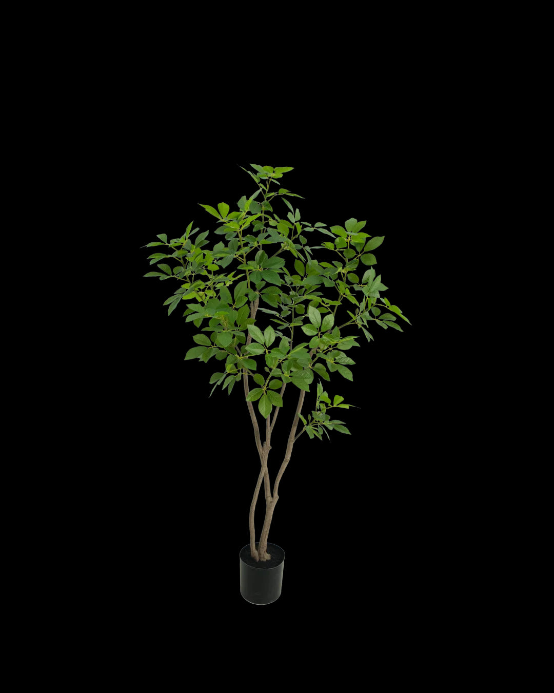Potted plant with green leaves on a white background