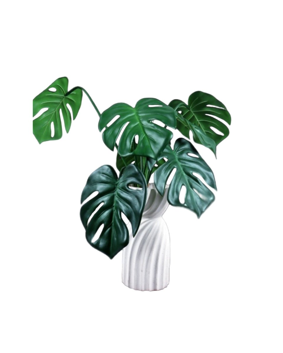 Green leafy plant in a white vase on a white background