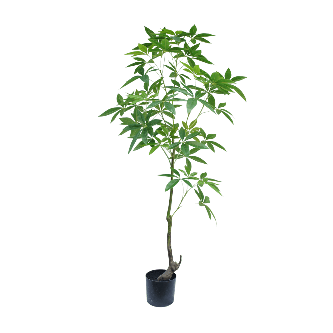 Potted plant on a transparent background