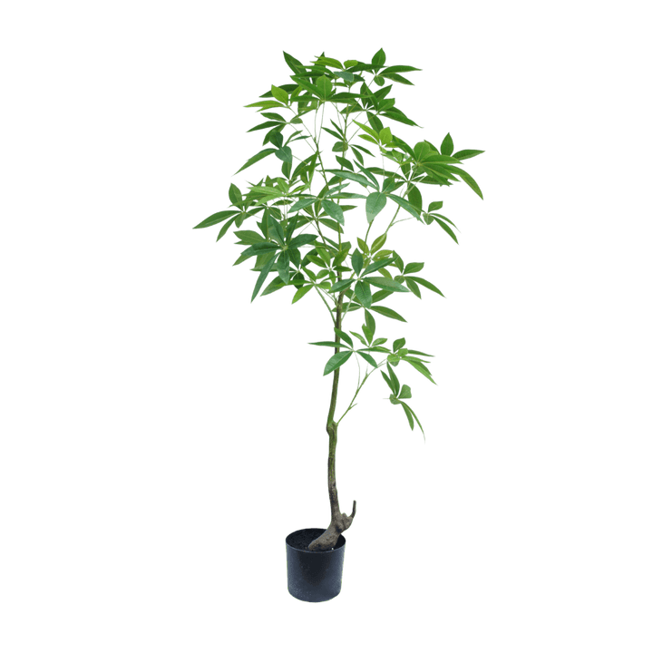 Potted plant with green leaves on a white background