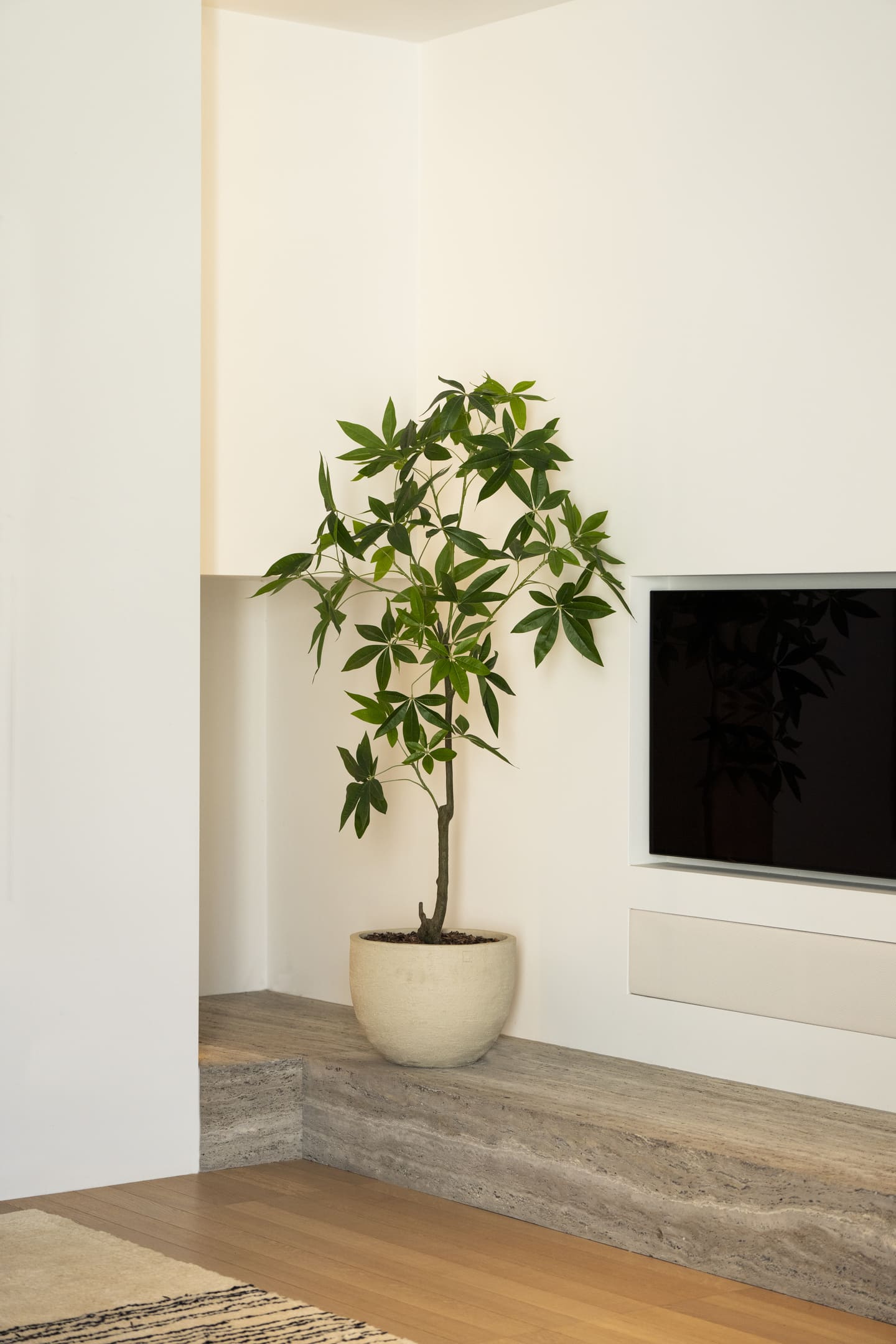 Potted plant on a wooden shelf with a television in the background
