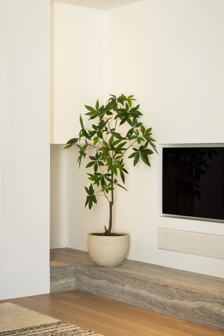 Potted plant on a wooden shelf with a television in the background