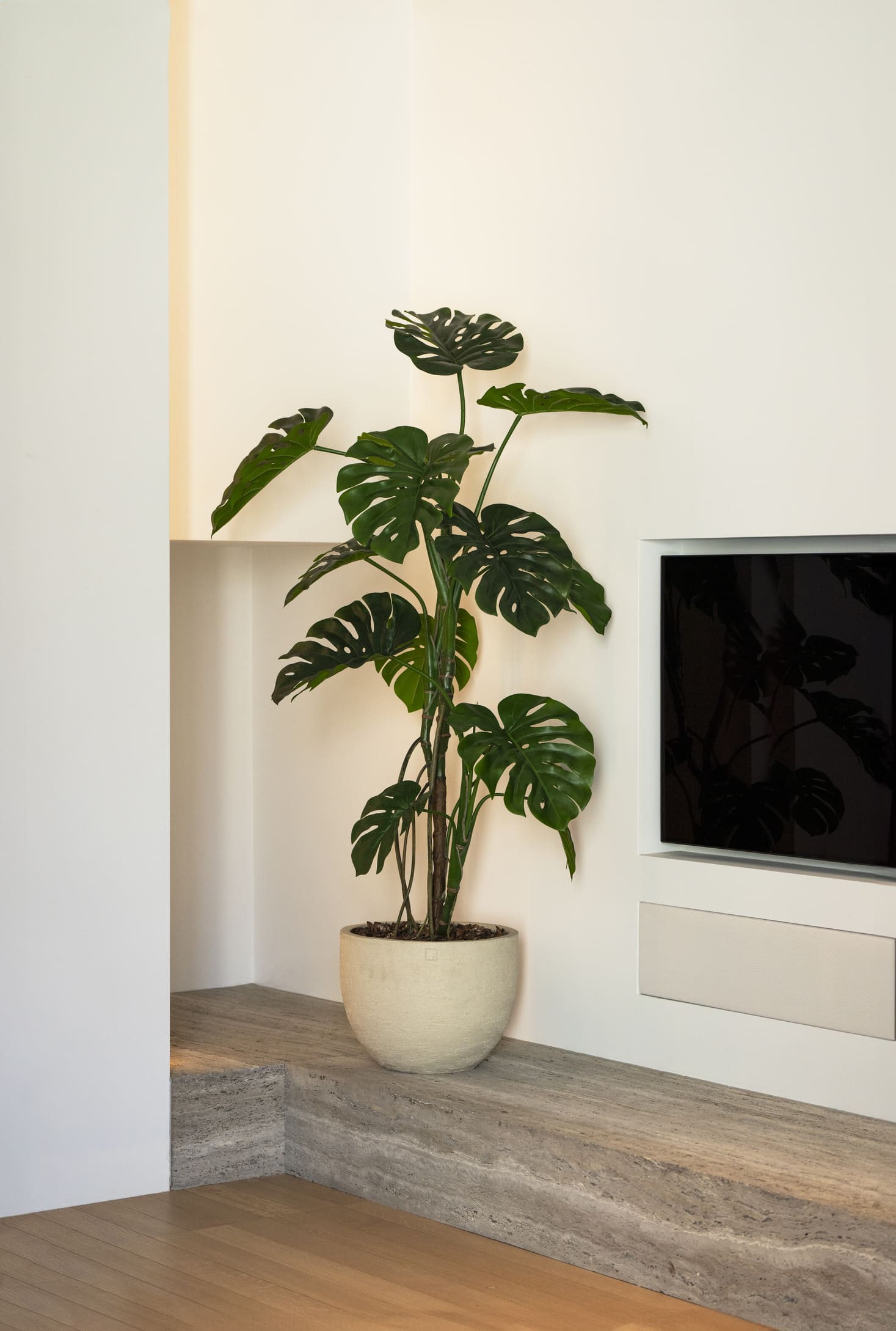 Potted plant on a wooden shelf against a white wall with a television.