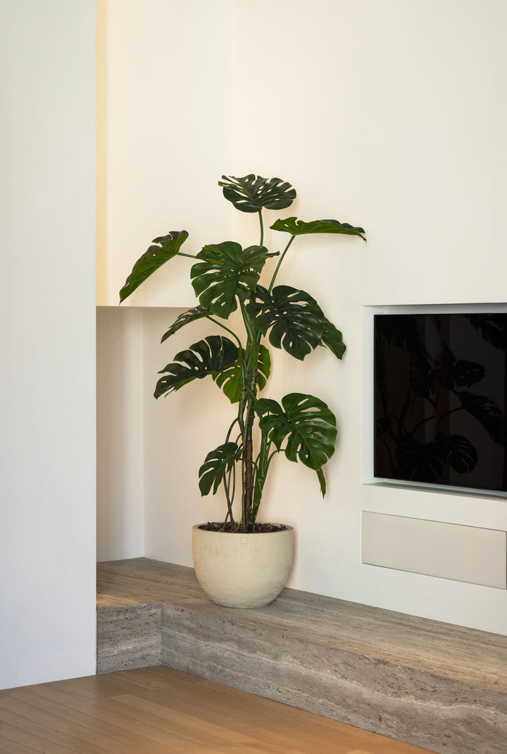 Potted plant on a wooden shelf against a white wall with a television.
