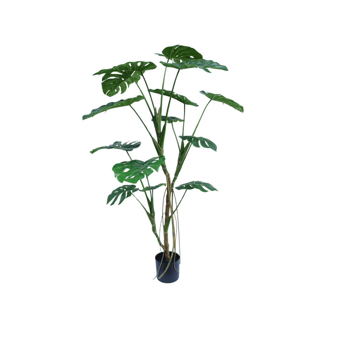 Potted plant with large green leaves on a white background