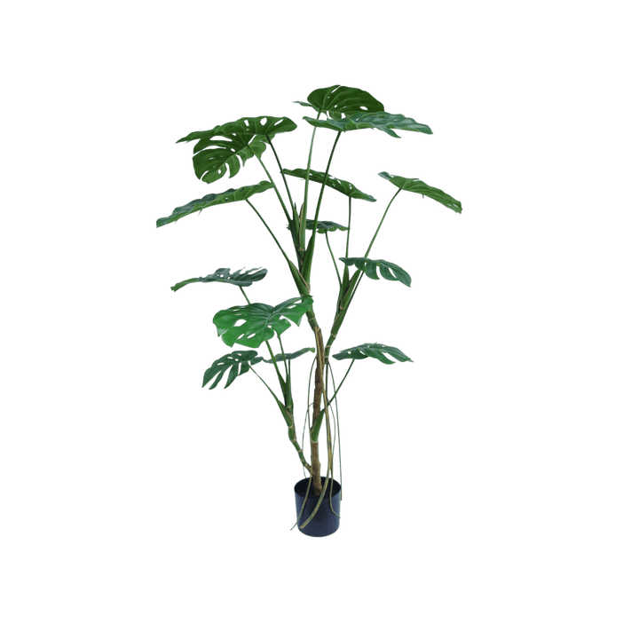 Potted plant with large green leaves on a white background