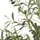 J-line Large Olive Tree in Pot – 180cm Tall, 80cm Wide