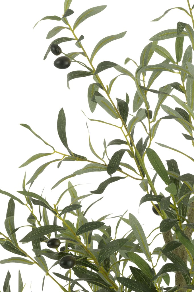 J-line Large Olive Tree in Pot – 180cm Tall, 80cm Wide